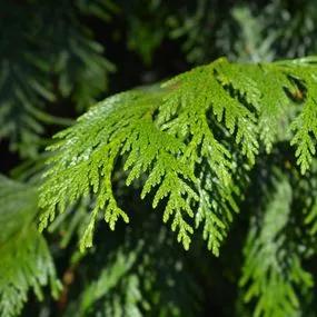 Western Red Cedar Hedging Plants for Sale | Ashridge