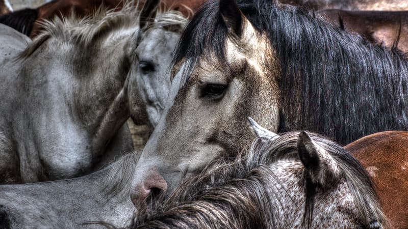 Des chevaux ont été tués dans un accident de la circulation, près d'Amiens (photo d'illustration)