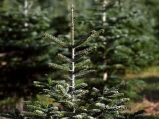 Un sapin de Noël du Morvan, le 24 novembre 2024