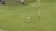 Quand un chien s'invite sur le green dans un tournoi de golf