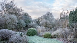 Garten winterfest machen: So überstehen Pflanzen & Kräuter den Winter