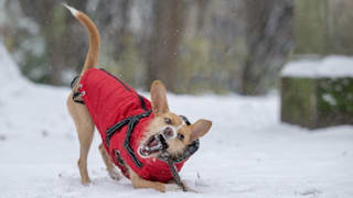 Hunde im Winter: So bleibt Ihr Vierbeiner bei Eis und Kälte gesund