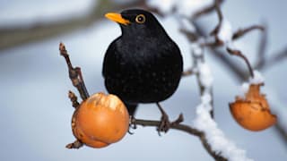 Vögel im Winter: Was fressen Amsel, Fink, Spatz und Meise? 