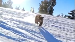 Wie aus dem Nichts : Aggro-Bär rammt Snowboarder weg