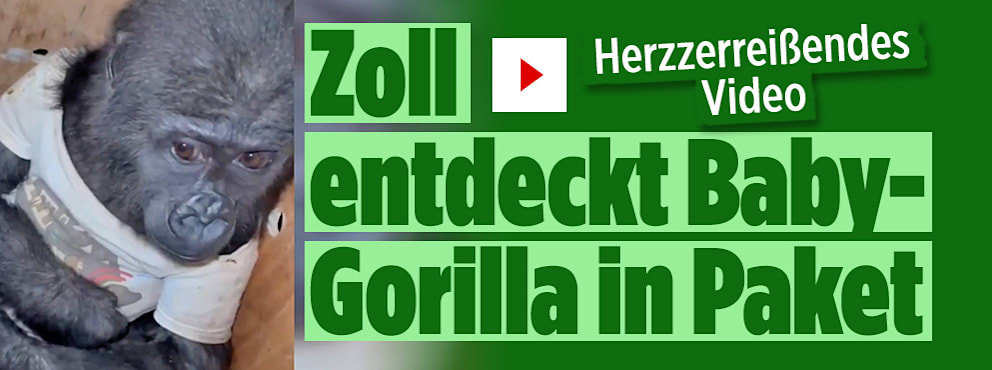 Zoll entdeckt Baby-Gorilla in Paket