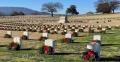 Volunteers Needed Jan. 25 To Retire The Wreaths