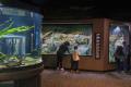 Tennessee Aquarium To Offer Reduced Admission To Financially Disadvantaged Families