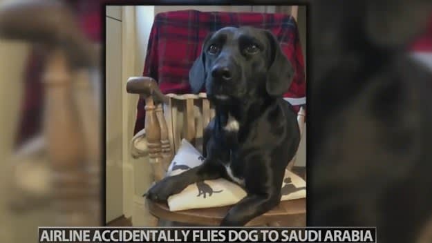 A dog is pictured in a news report