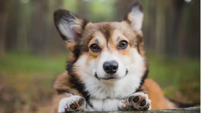 Close up of a photogenic dog