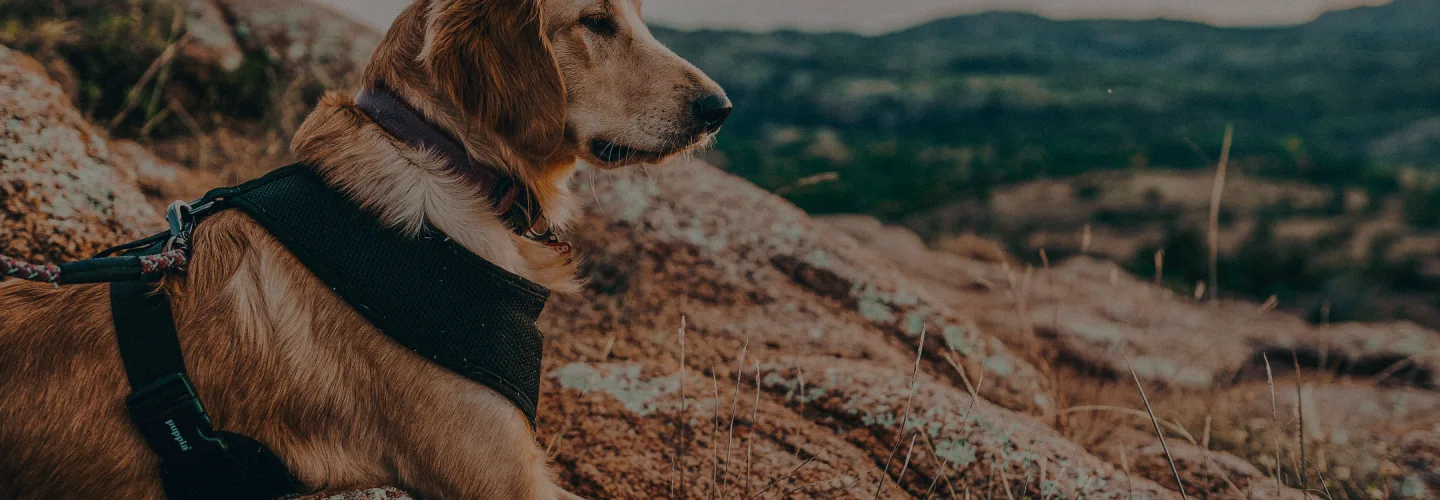 photo of reddish dog looking out on a desert mountain with lush green mountains in the distance