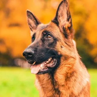 german-shepherd-review