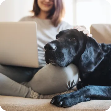 A black labrador retriever resting its head on its human's lap, seemingly waiting for her human's work to be over so that they could go on a walk. 