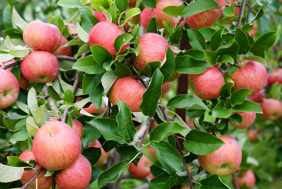 Apple Orchard Harvest Moond