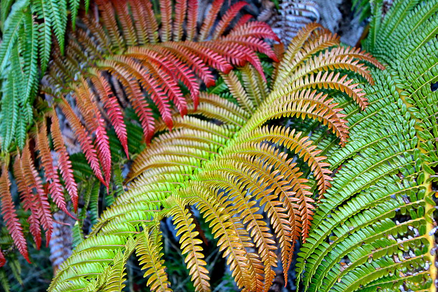 Giant Ferns Photograph by Sophal Benefield - Pixels