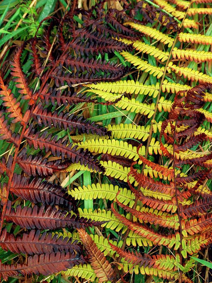 Bracken (pteridium Aquilinum) Photograph by Ian Gowland/science Photo ...