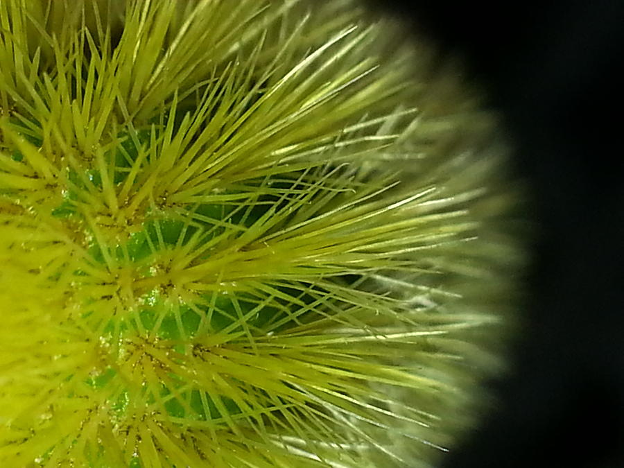 Catus hair Photograph by Jeff Mantz Rhodes - Fine Art America