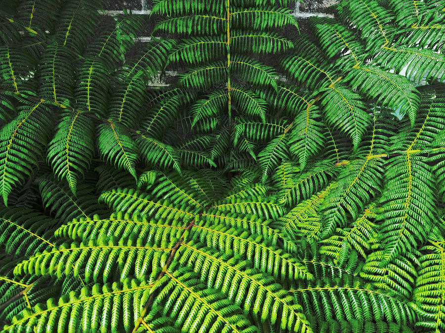 Fern Against the Wall Photograph by Steve Taylor | Fine Art America