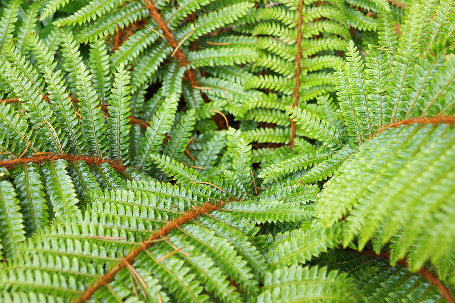 Ferns Forest Art prints Green Fern Fronds Photograph by Patti Baslee ...