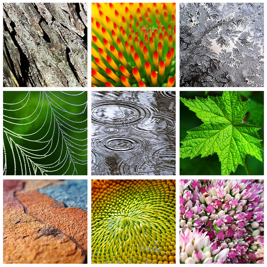 Patterns And Textures In Nature