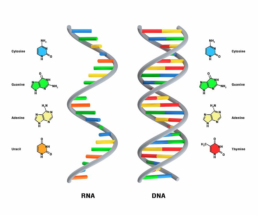 DNA Vs RNA Chart