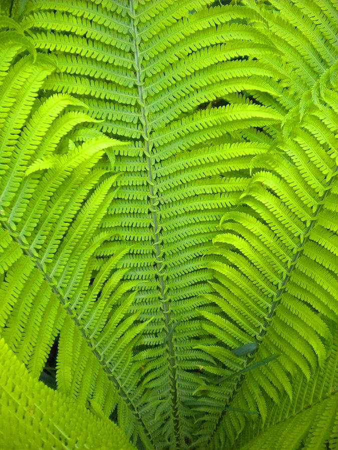 Fern Fronds Photograph by Todd Breitling