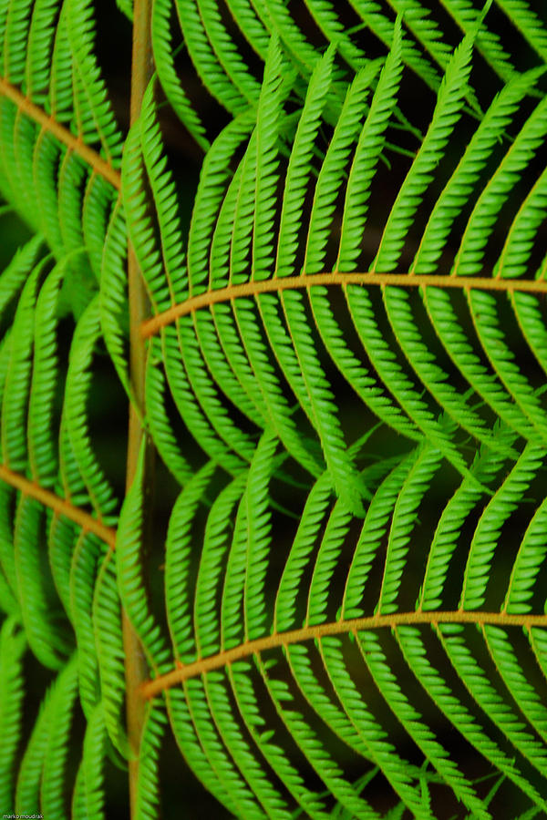 Green Fern Photograph by Marko Moudrak - Fine Art America