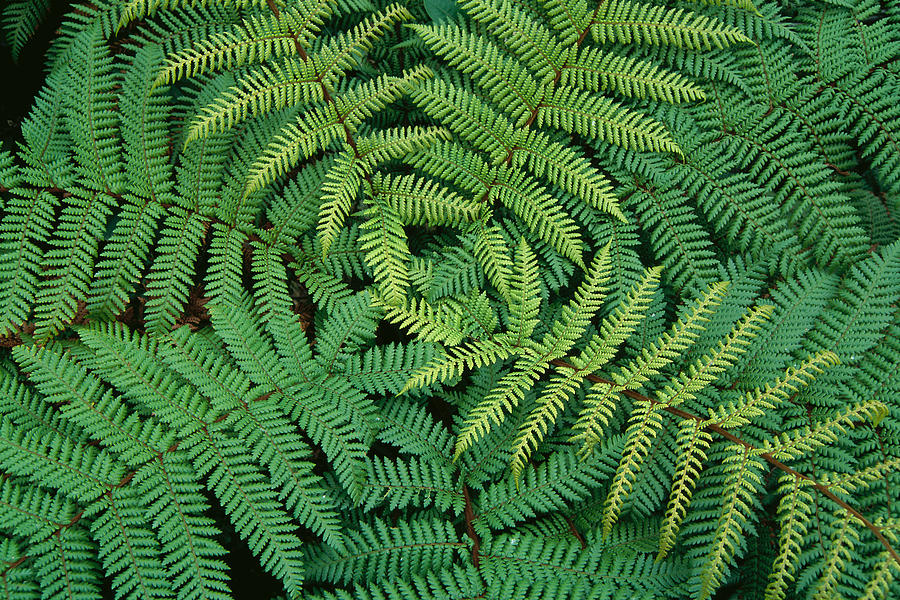 Tree Fern Fronds by Greg Vaughn - Printscapes