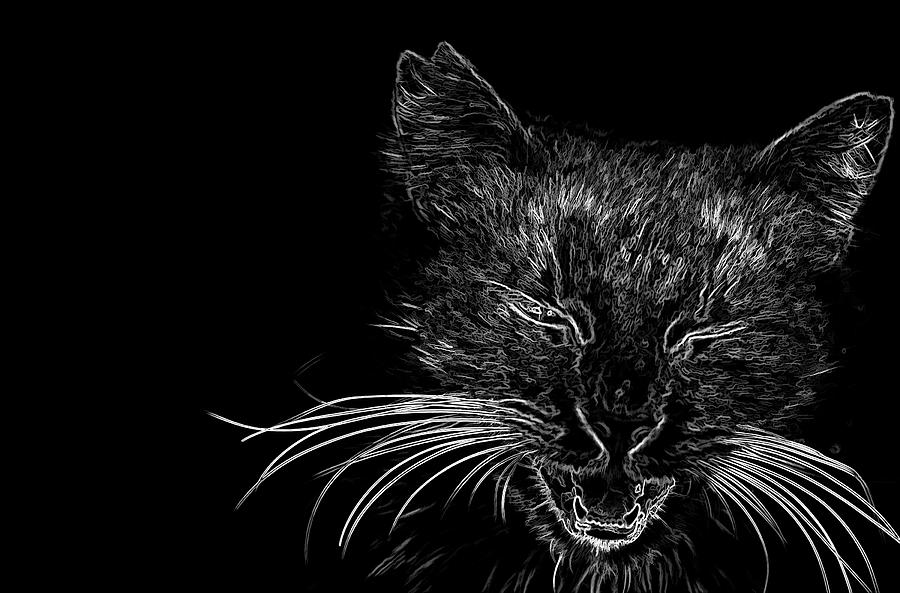 Cat Drawing on Black Background Painting by Sezer Akdeniz - Fine Art America