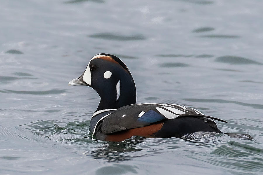 Harlequin Duck Photograph by Eric Ellingson - Fine Art America