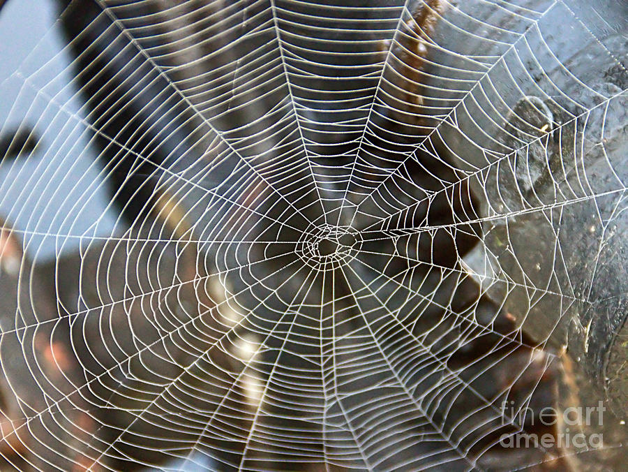 Patterns In Nature Photograph by Catherine Melvin - Pixels