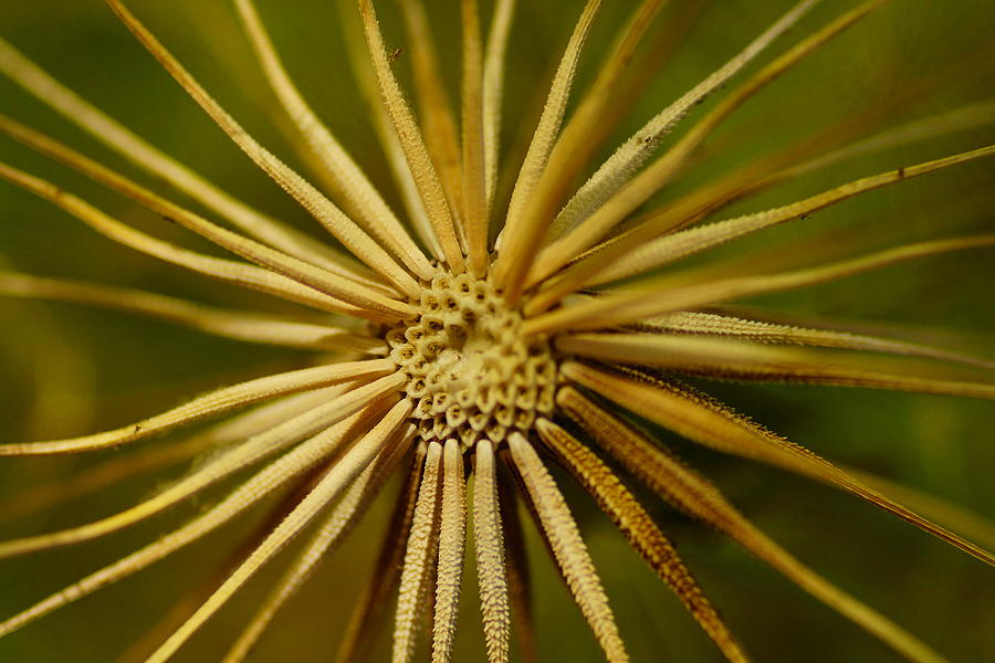 Star Explosion Photograph by James Mikkelsen - Fine Art America