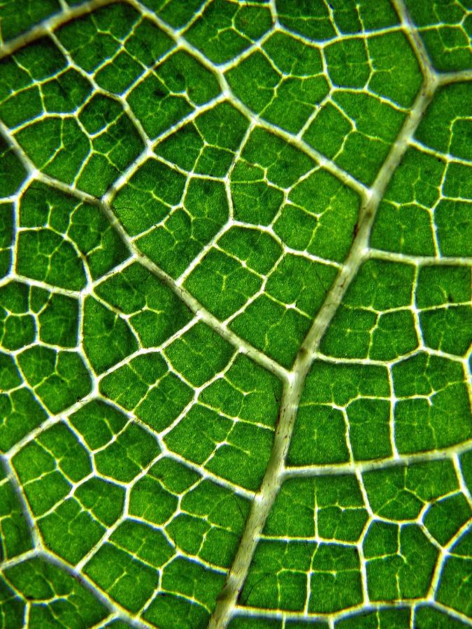 Gunnera Manicata Leaf by Heather Mccallum