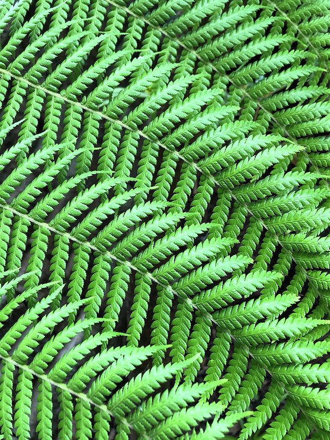 Fern Perfect Photograph by Frank Strickland - Fine Art America