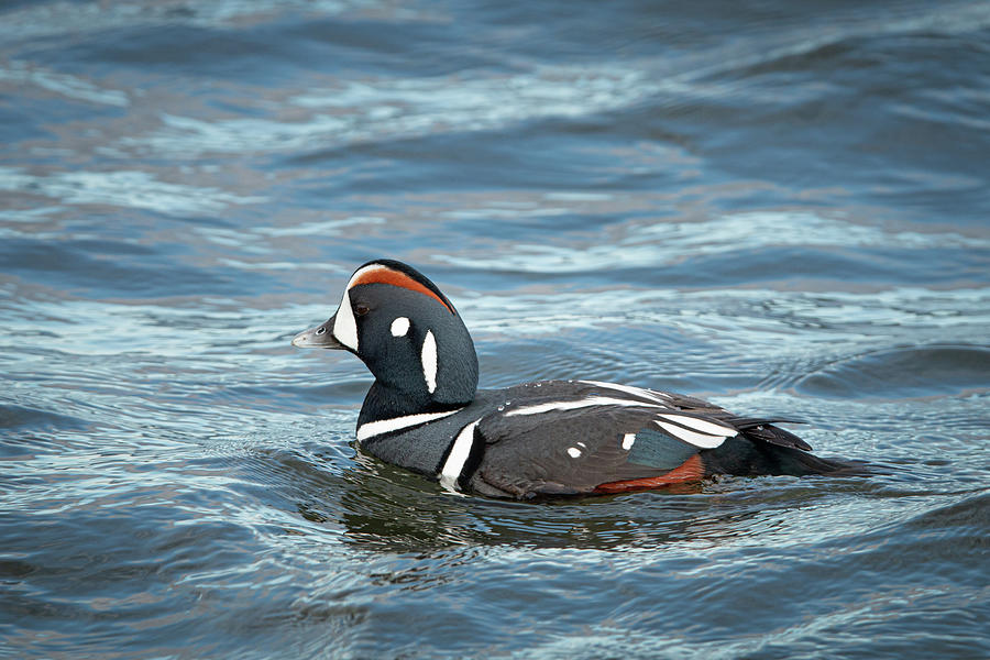 Harlequin Drake Photograph by Kristia Adams - Fine Art America