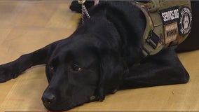 K9s For Warriors helps Chicago-area veterans struggling with PTSD