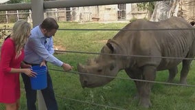 Hanging with Layla, the black rhino, at Brookfield Zoo Chicago