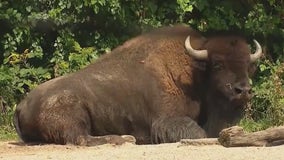 Bison abound at Brookfield Zoo Chicago