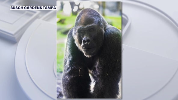 Busch Gardens mourning loss of 37-year-old gorilla