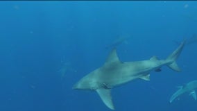 Suburban photographer works to save great white sharks