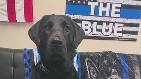 K9 therapy dogs delight crowds at suburban mall event