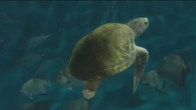 Volunteer pilots help rescue sea turtles, deliver 'Pistachio' to Brookfield Zoo Chicago