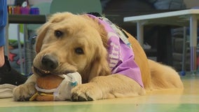 Meet Hawk: Lurie Children's new facility dog brings comfort to young patients