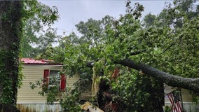 13-year-old crushed to death by tree during Hurricane Debby, deputies say