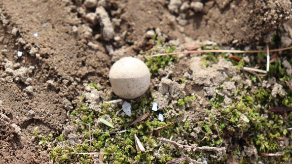 Archeologists unearth musket balls from first battles of Revolutionary War