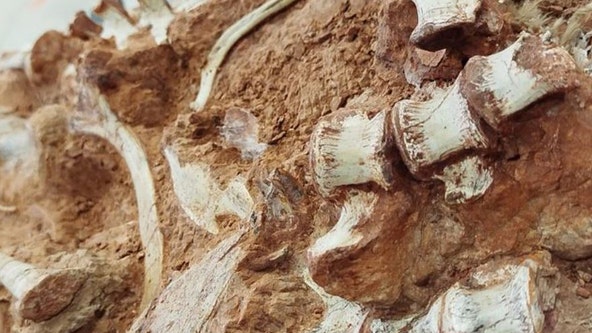 Historic flooding unearths rare dinosaur skeleton in Brazil