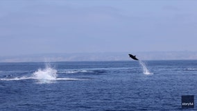 Watch: ‘Spectacular’ video shows dolphins leaping out of water off San Diego coast