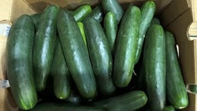 Cucumbers recalled after salmonella outbreak in 31 states