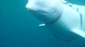 Beluga whale found in 2019 wearing camera harness near Norway