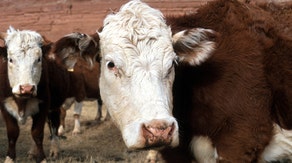 Anthrax outbreak strikes Wyoming, leading to deaths of numerous animals