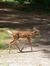 Crossing the Road